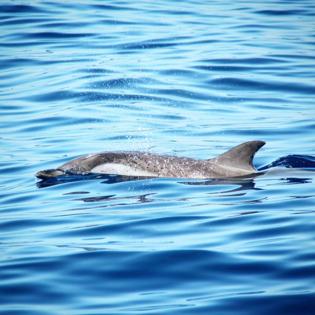 puerto-colon-whale-dolphins-sailing-excursion