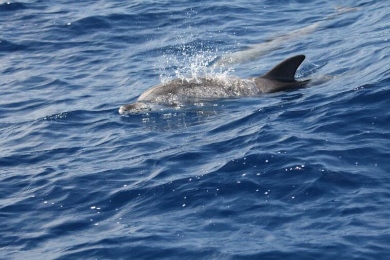 puerto-colon-whale-dolphins-sailing-excursion