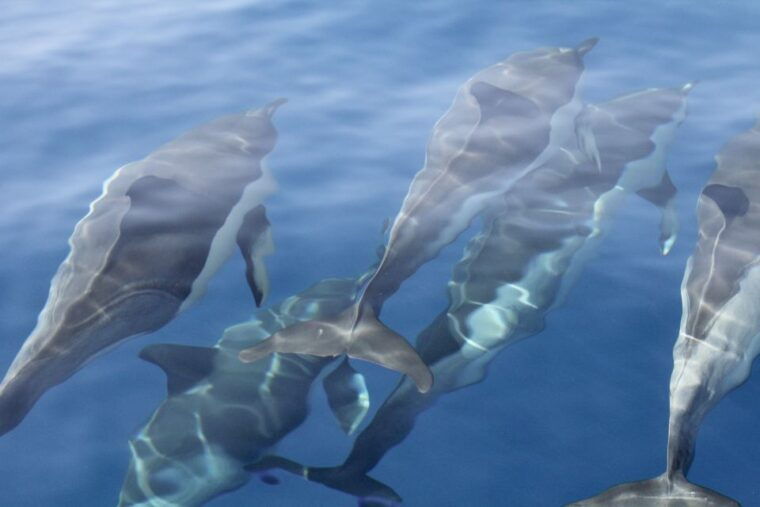 puerto-colon-whale-dolphins-sailing-excursion