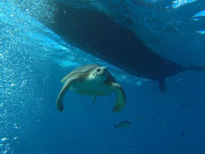puerto-colon-whale-watching-sailing-tour-with-meal-a-swim