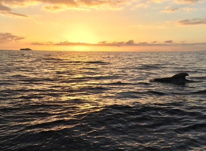 puerto-colon-whale-watching-sailing-tour-with-meal-a-swim