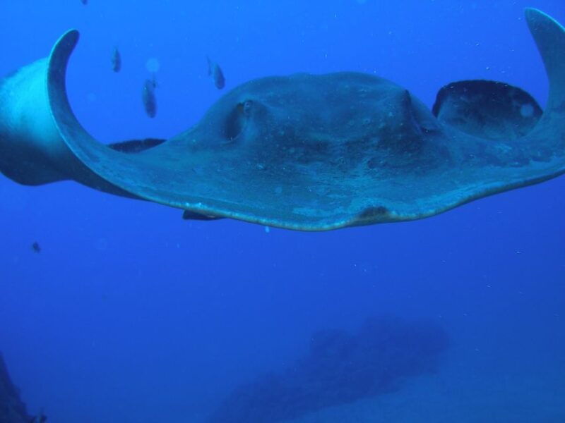 puerto-de-la-cruz-submarine-trip-and-beach-stop-in-tenerife
