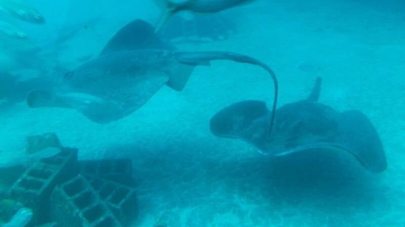 puerto-de-la-cruz-submarine-trip-and-beach-stop-in-tenerife