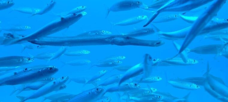 puerto-de-la-cruz-submarine-trip-and-beach-stop-in-tenerife