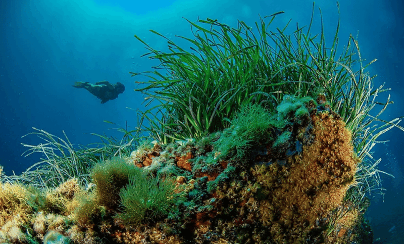 puerto-de-soller-train-and-guided-scuba-diving-experience