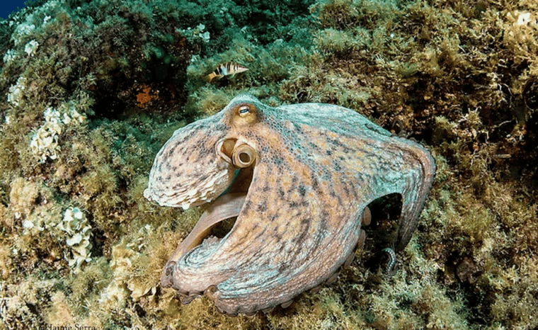 puerto-de-soller-train-and-guided-scuba-diving-experience