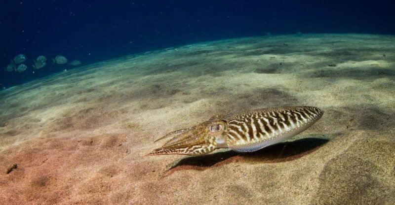 puerto-del-carmen-2-guided-scuba-dives-certified-only