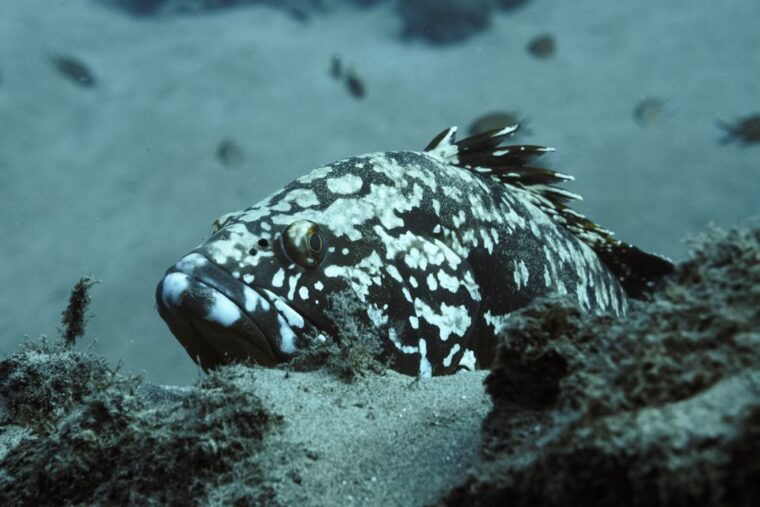 puerto-del-carmen-2-guided-scuba-dives-certified-only