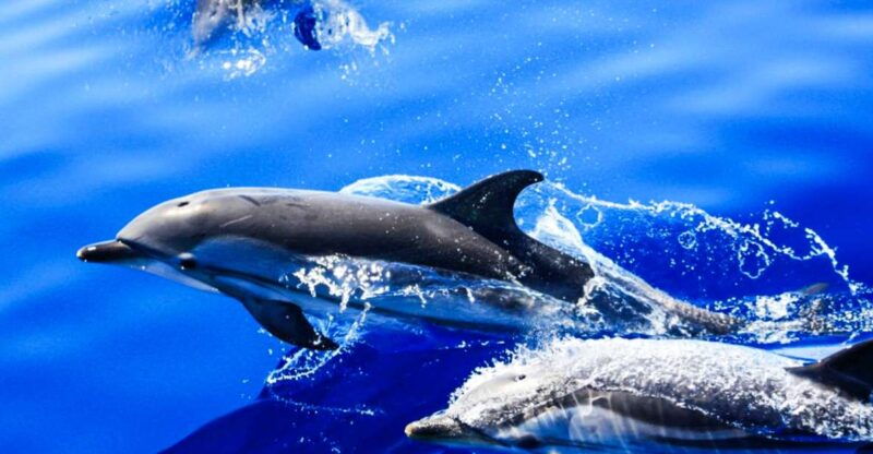 puerto-del-carmen-dolphin-watching-speedboat-tour-with-swim