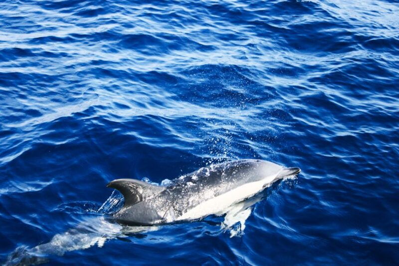 puerto-del-carmen-dolphin-watching-speedboat-tour-with-swim