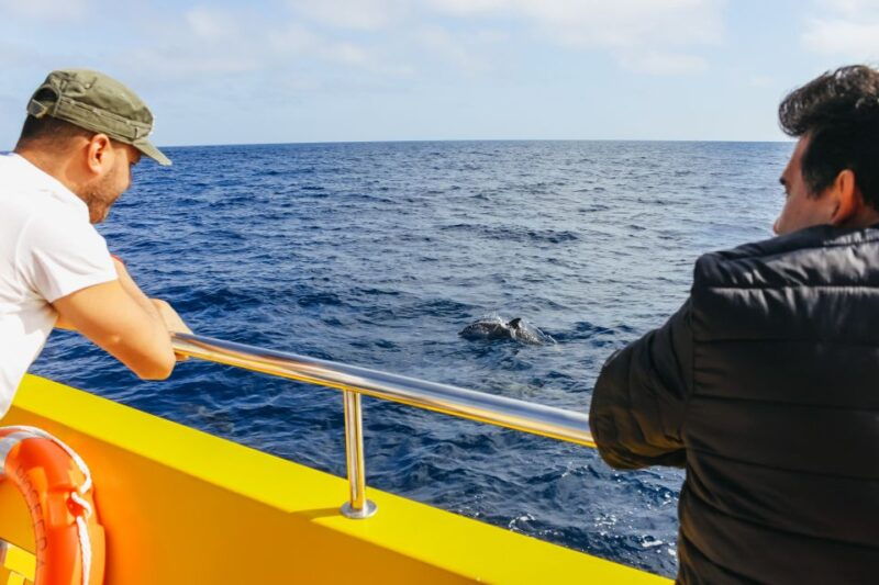 puerto-del-carmen-dolphin-watching-speedboat-tour-with-swim