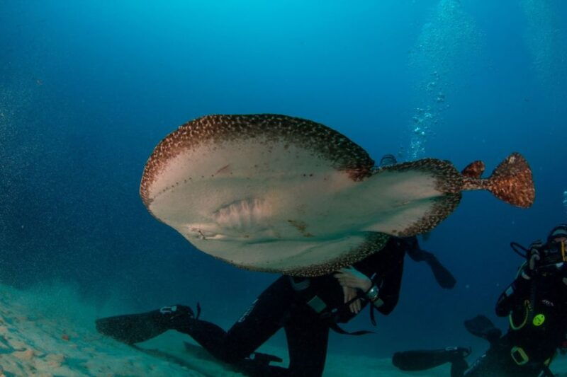 puerto-del-carmen-guided-scuba-dive-certified-only
