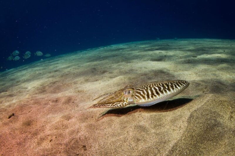 puerto-del-carmen-guided-scuba-dive-certified-only