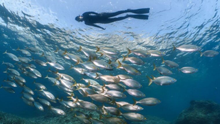 puerto-del-carmen-snokel-tour-with-an-instructor