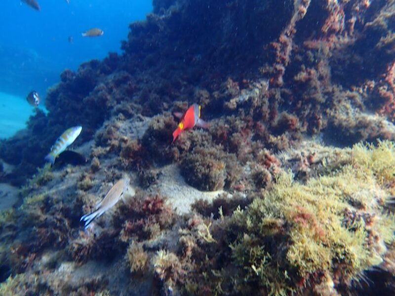 puerto-del-carmen-snorkeling-trip-with-dive-instructor