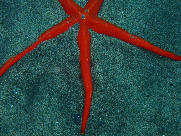 puerto-del-carmen-snorkeling-trip-with-dive-instructor