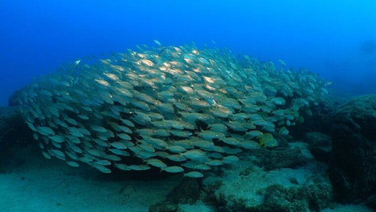 puerto-del-carmen-snorkeling-trip-with-dive-instructor