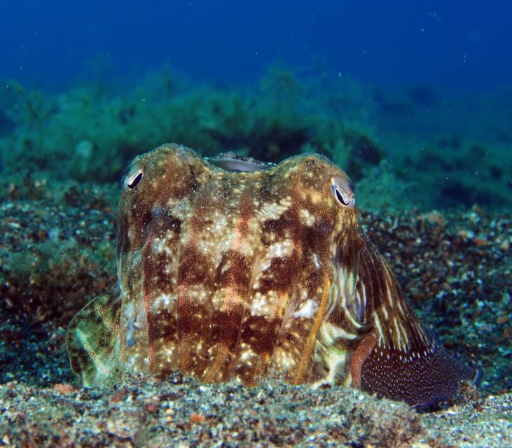 Puerto del Carmen: Try Scuba Diving  1 Dive for Beginners - Why This Tour Works