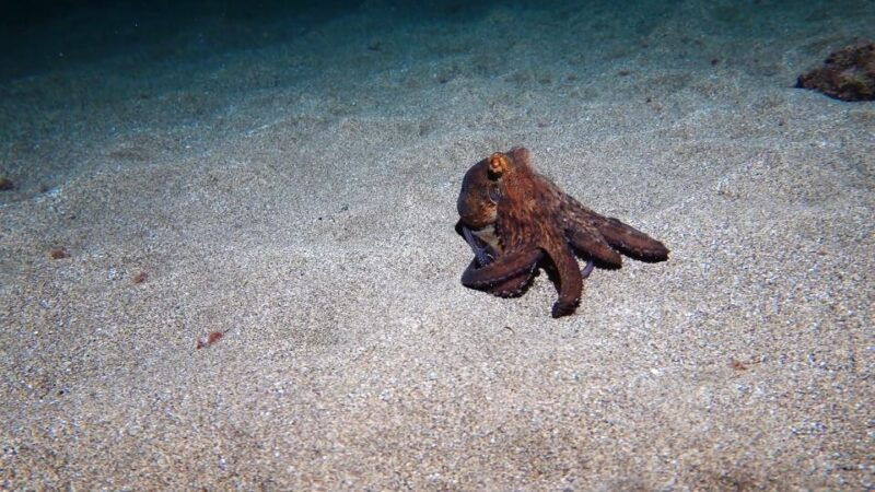 puerto-del-carmen-try-scuba-diving-from-the-beach