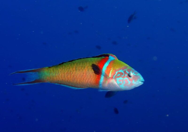 puerto-del-carmen-try-scuba-diving-with-1-dive