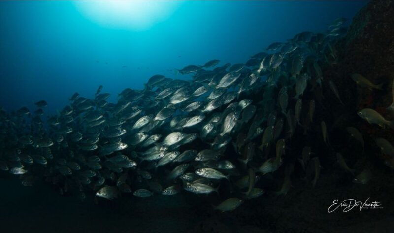puerto-del-carmen-try-scuba-diving-with-2-dives-and-photos