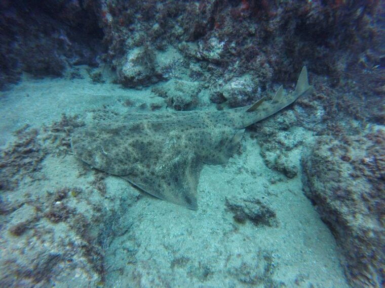 puerto-del-carmen-try-scuba-diving-with-2-dives-and-photos