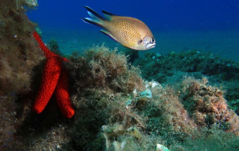 puerto-del-carmen-try-scuba-diving-with-2-dives-and-photos