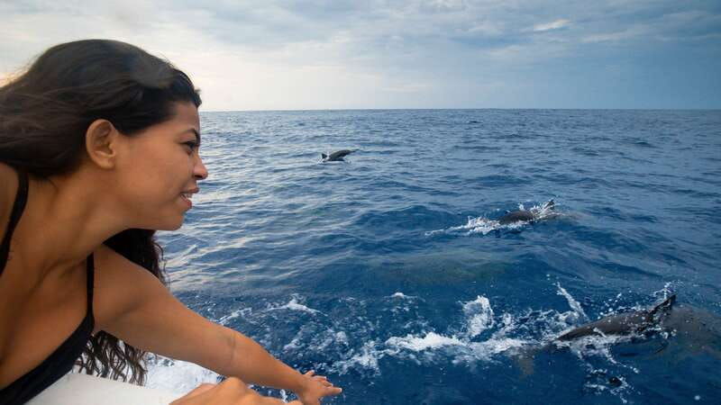puerto-escondido-boat-tour-among-dolphins-and-turtles