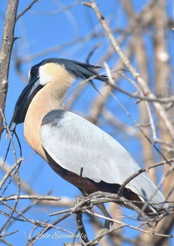 Puerto Escondido: Chacahua Lagoon Day Trip Bird Watching - Key Points