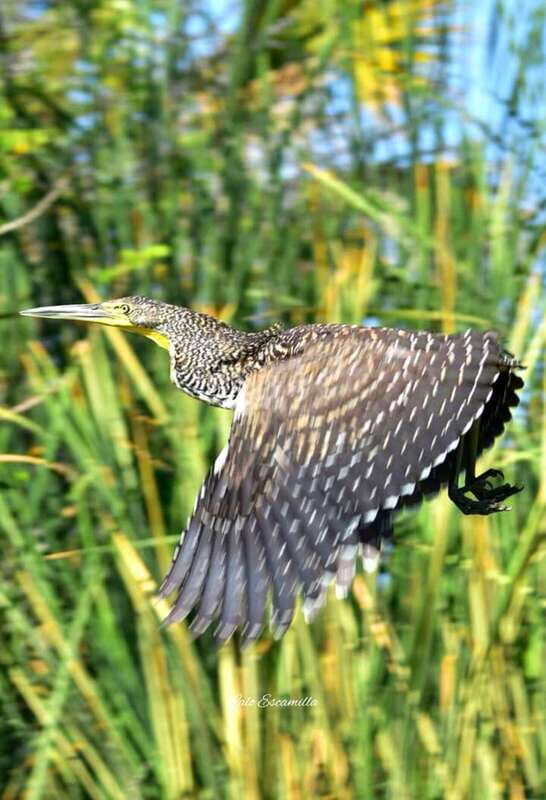 Puerto Escondido: Chacahua Lagoon Day Trip Bird Watching - What to Expect from the Chacahua Lagoon Bird Watching Tour