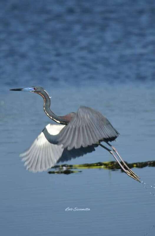 Puerto Escondido: Chacahua Lagoon Day Trip Bird Watching - Who Should Book This Tour?