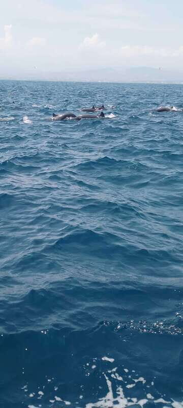 Puerto Escondido: Dolphin and Whale Watching - Key Points  