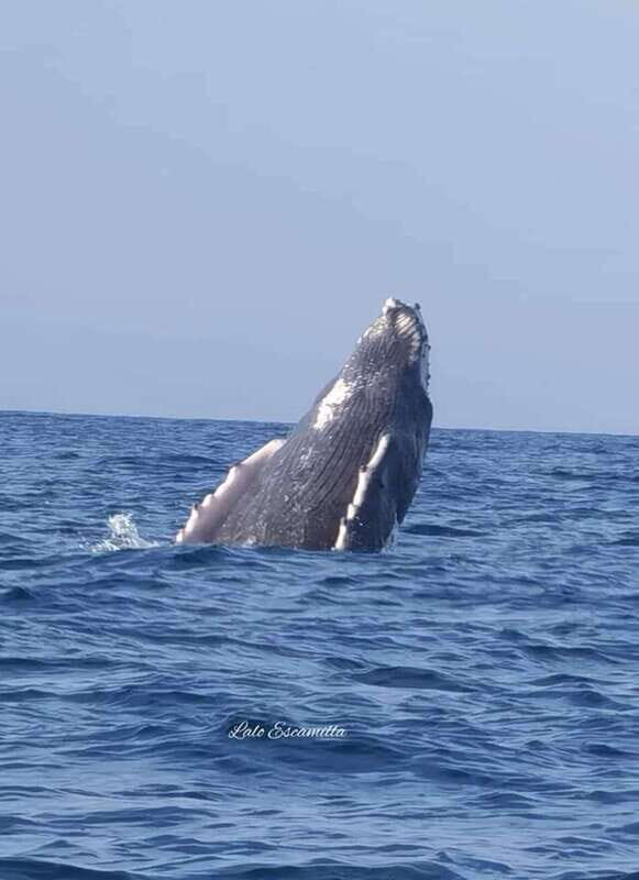 Puerto Escondido: Dolphin and Whale Watching - What Travelers Say About This Tour