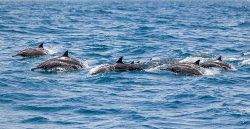 Puerto Escondido: Dolphin and Whale Watching - Pricing and Value Analysis