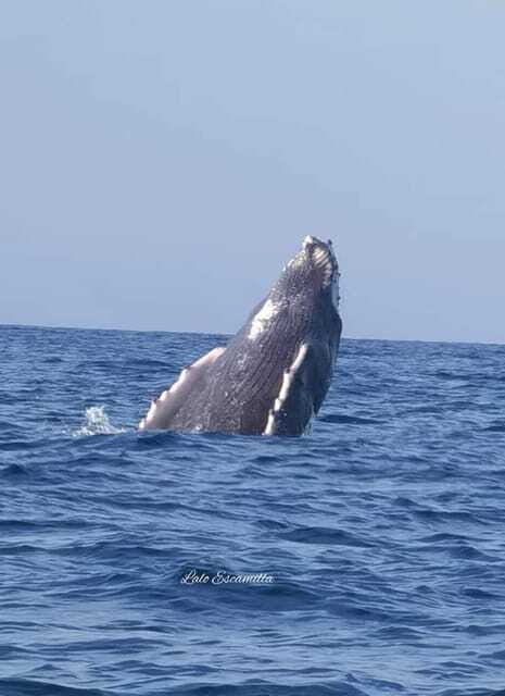 Puerto Escondido: Dolphin and Whale Watching - Who Should Consider This Tour?