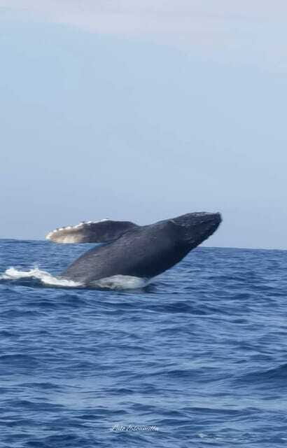 Puerto Escondido: Dolphin and Whale Watching - FAQs