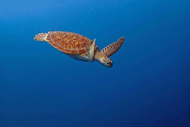 Puerto Escondido: Family Private Boat Tour - Practical Details and Tips