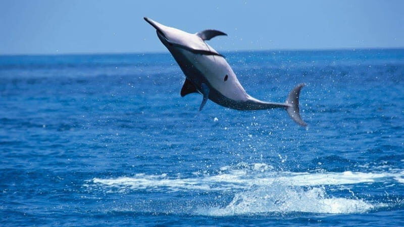 Puerto Escondido: Family Private Boat Tour - FAQ