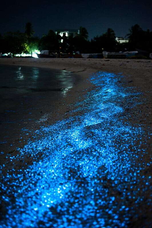 Puerto Escondido: Manialtepec Lagoon Bioluminescence Tour - FAQs
