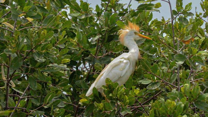 puerto-escondido-oaxaca-coast-wildlife-ecotour
