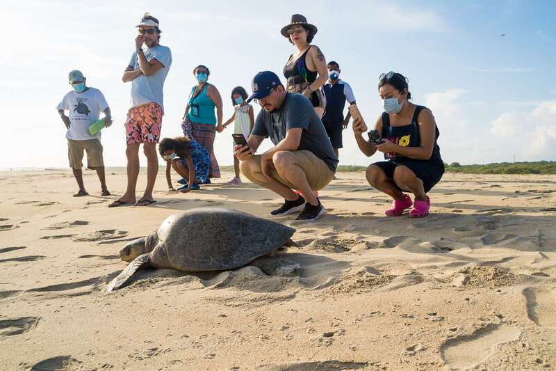 puerto-escondido-turtle-release-experience