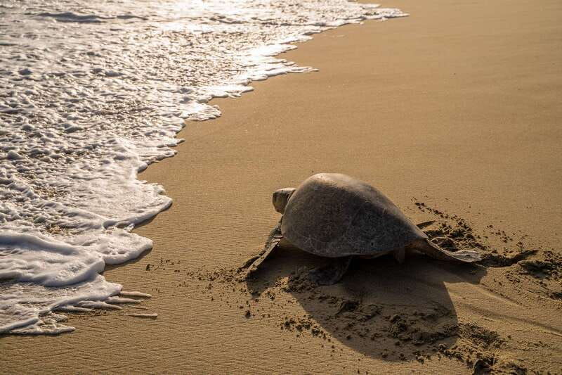 puerto-escondido-turtle-release-experience