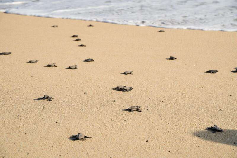 puerto-escondido-turtle-release-experience