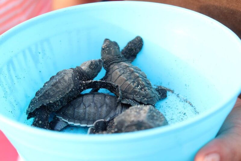 puerto-escondido-turtle-release-experience