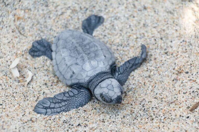 puerto-escondido-turtle-release-experience