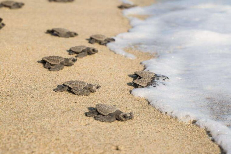 puerto-escondido-turtle-release-experience