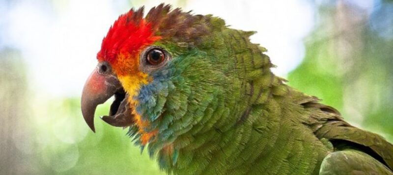 puerto-iguazu-iguaza-falls-brazilian-side-bird-park-tour