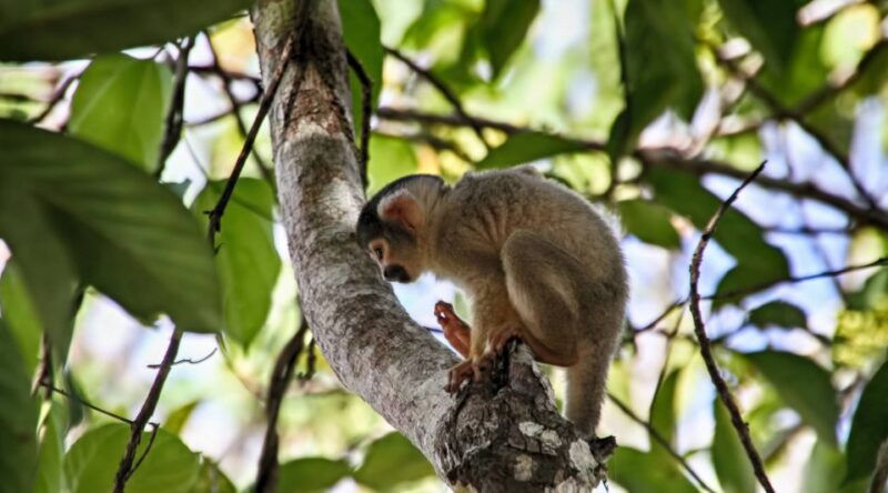 puerto-maldonado-2-day-peruvian-tambopata-jungle-trip