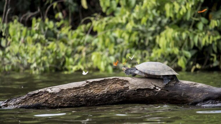 puerto-maldonado-2-day-peruvian-tambopata-jungle-trip