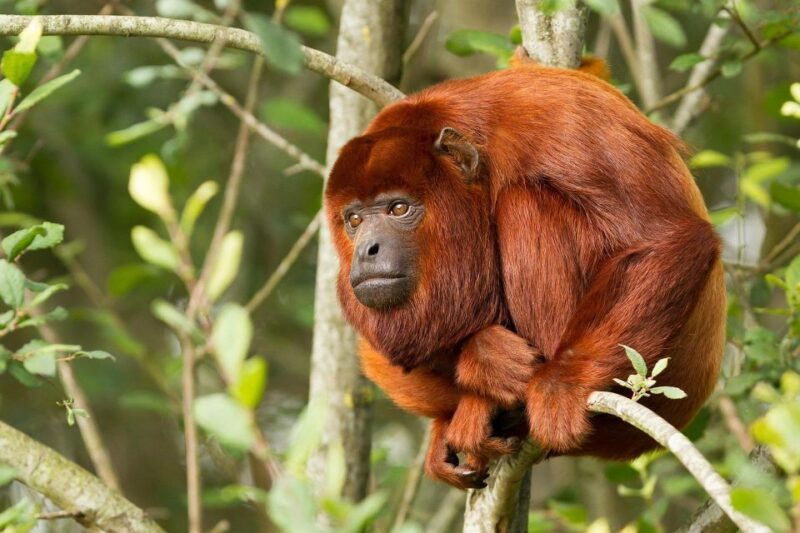 puerto-maldonado-2-day-tambopata-national-reserve-tour